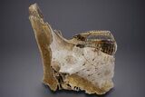 Woolly Mammoth Partial Skull w/ M & M Molars - North Sea #357060-2